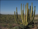 Organ Pipe Cactus National Monument, North Puerto Blanco Scenic Drive (25)